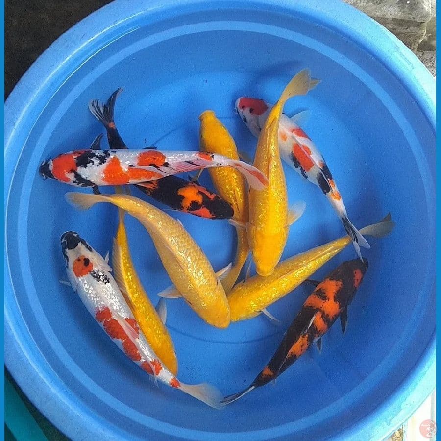 MIX