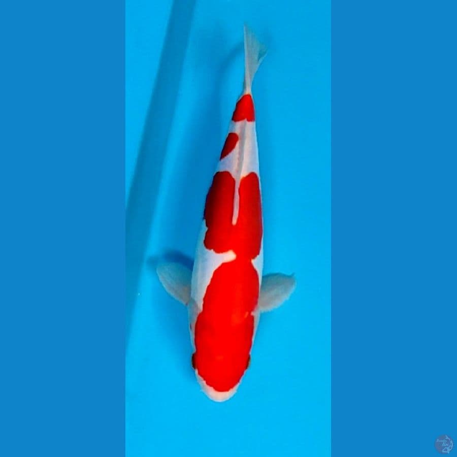 DOITSU KOHAKU MURNI HQ 27 CM