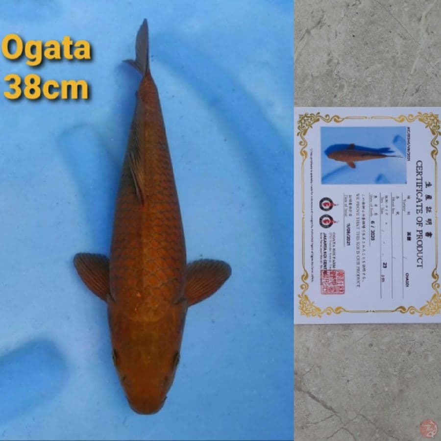 OGATA CHAGOI 38CM SERTI