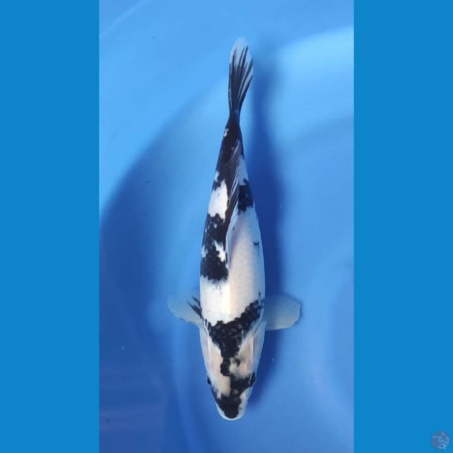 SUPER SHIRO 30CM