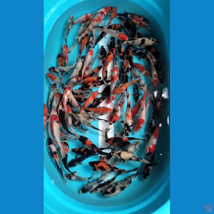 Showa Mix 12-15cm 100 ekor