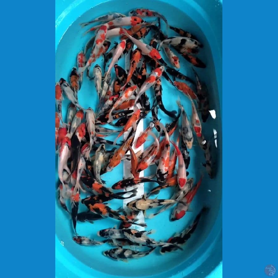Showa Mix 12-15cm 100 ekor