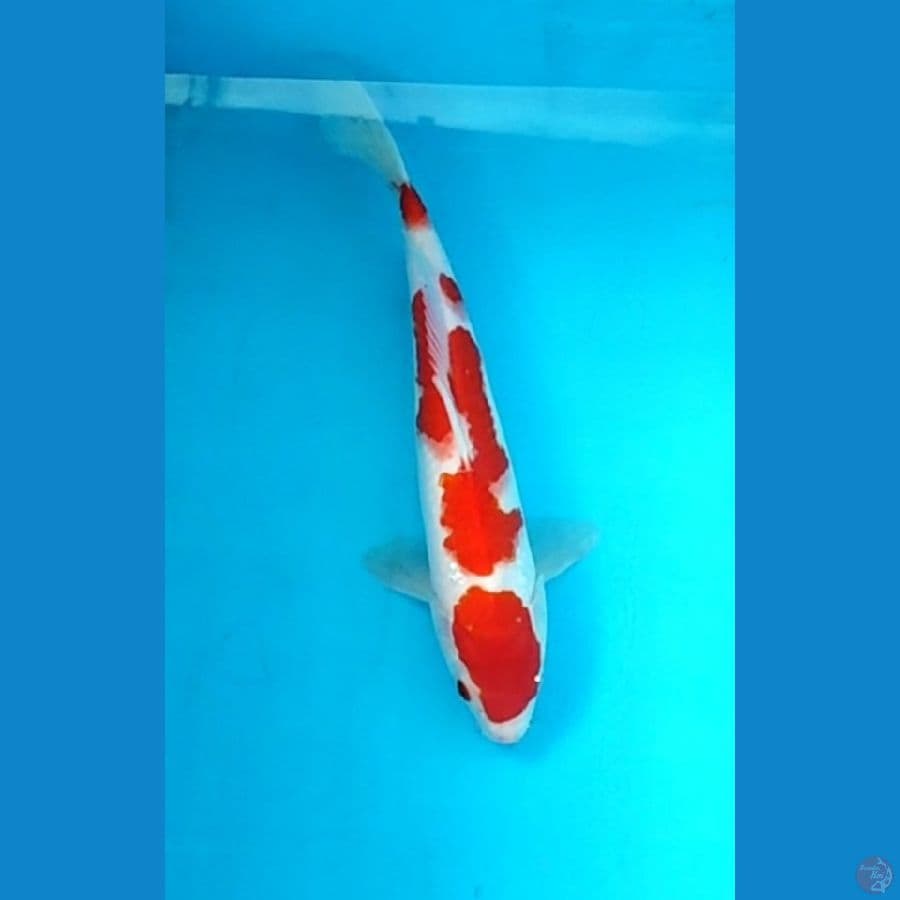 KOHAKU ORI 28/M