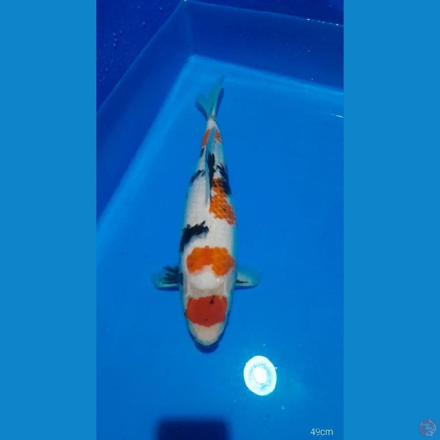 2 ekor 49 cm kindai n sanke tategoi