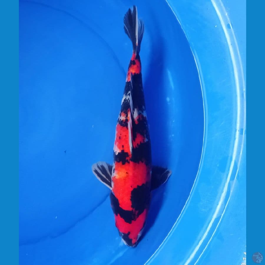 40an cm superred showa orii jantan