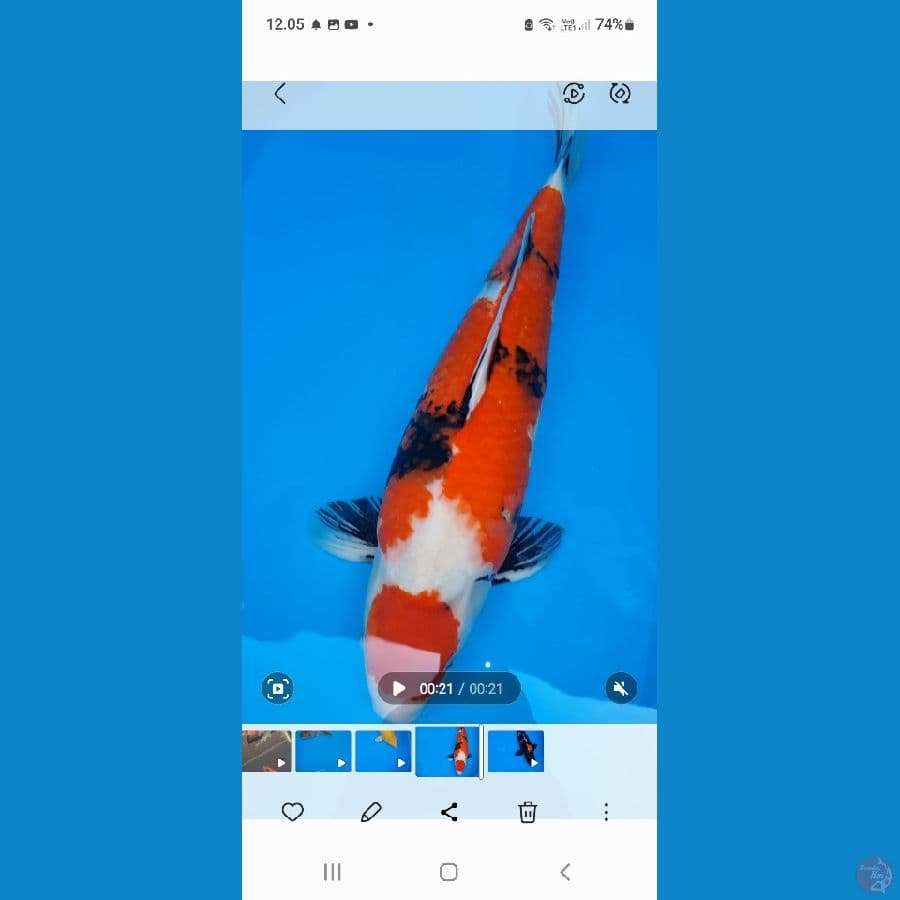 kenzo koi Madiun