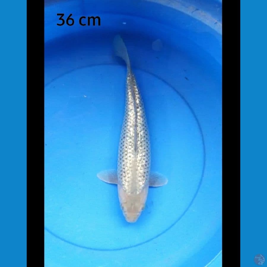 Soragoi ring rapi full ginrin 36 cm