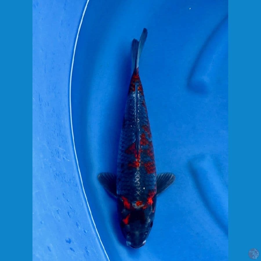 36cm , male kuro goshiki