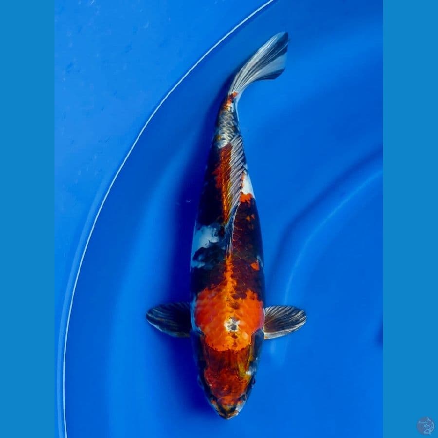 47cm jumbo kin showa