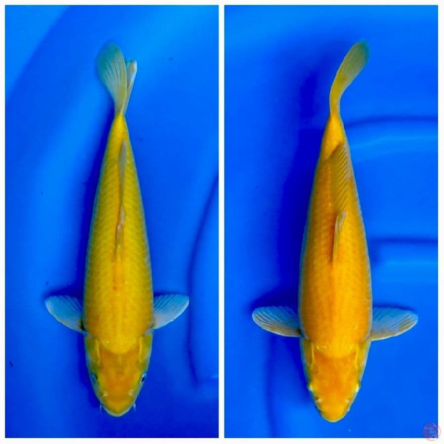 38cm , 2 eko karasi