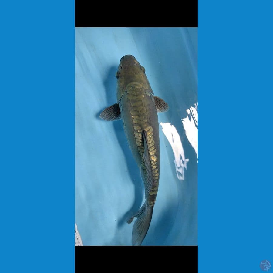 aragoke 40cm