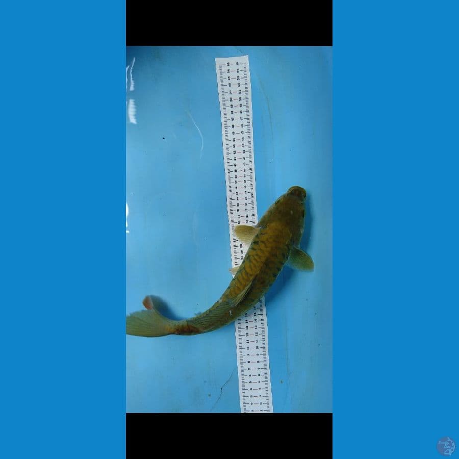 midori 35cm