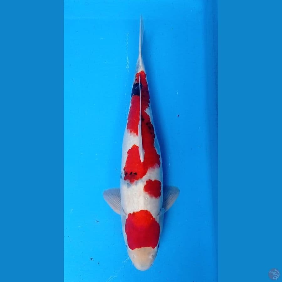 Showa 50cm jantan