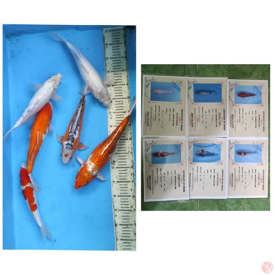Mix Import 6 ekor