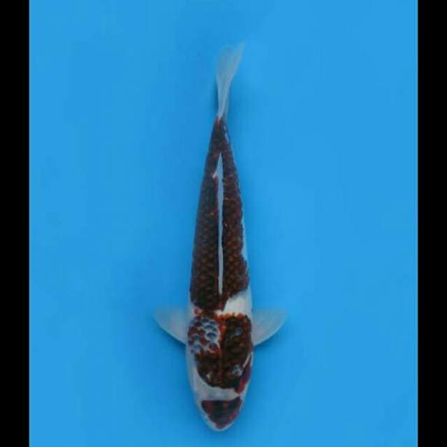 40cm Male - F1 Jumbo Goromo Naga