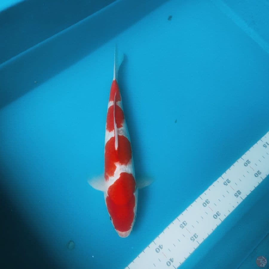 kohaku 31cm male