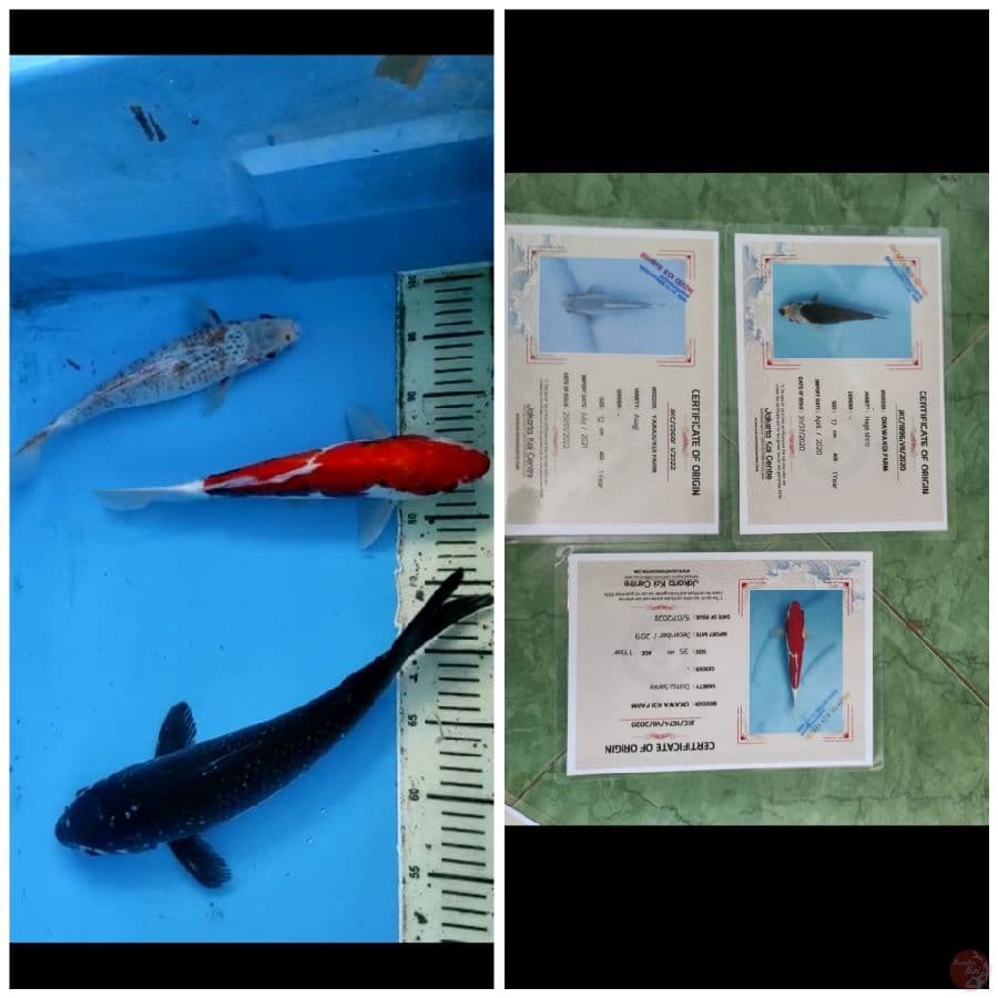 Mix Import 3 ekor