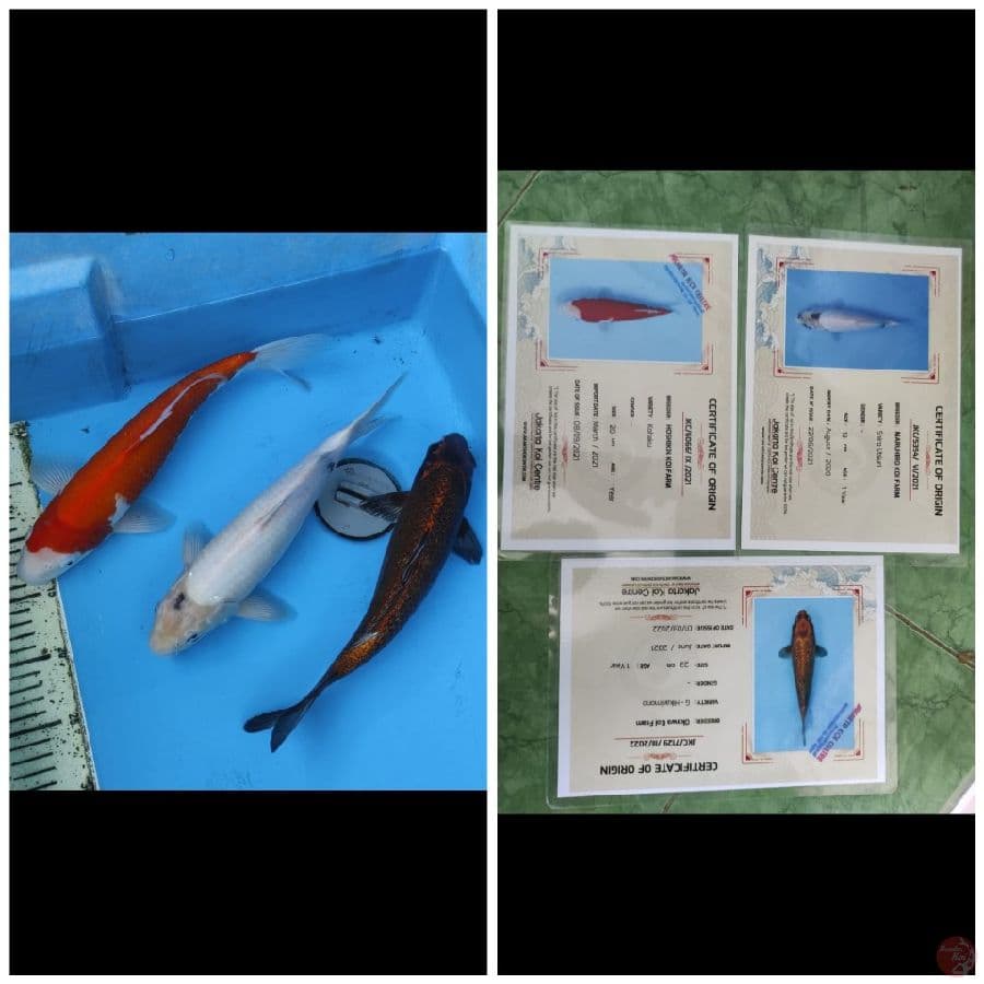 Mix Import 3 ekor