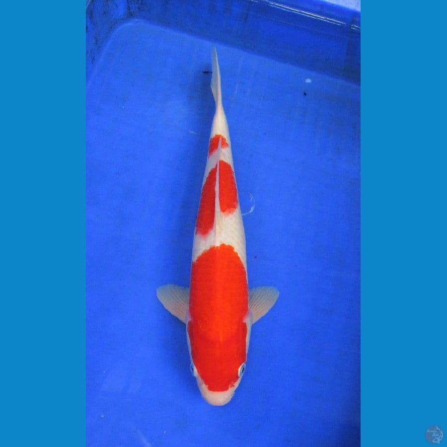 kohaku ±35cm hq jantan