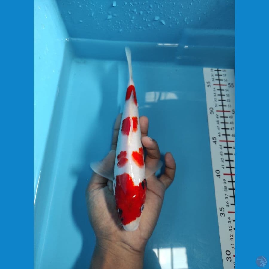 Showa Tategoi - 25CM