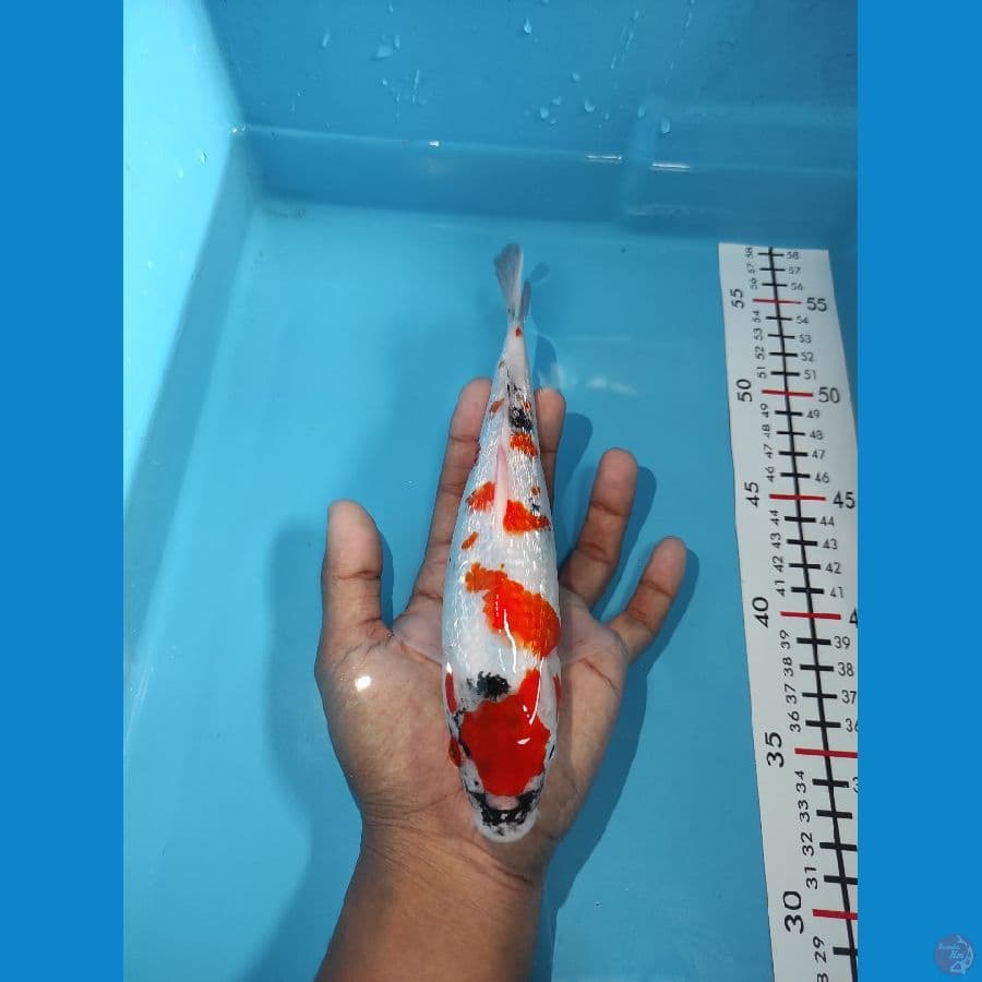Kinginrin A - 25CM
