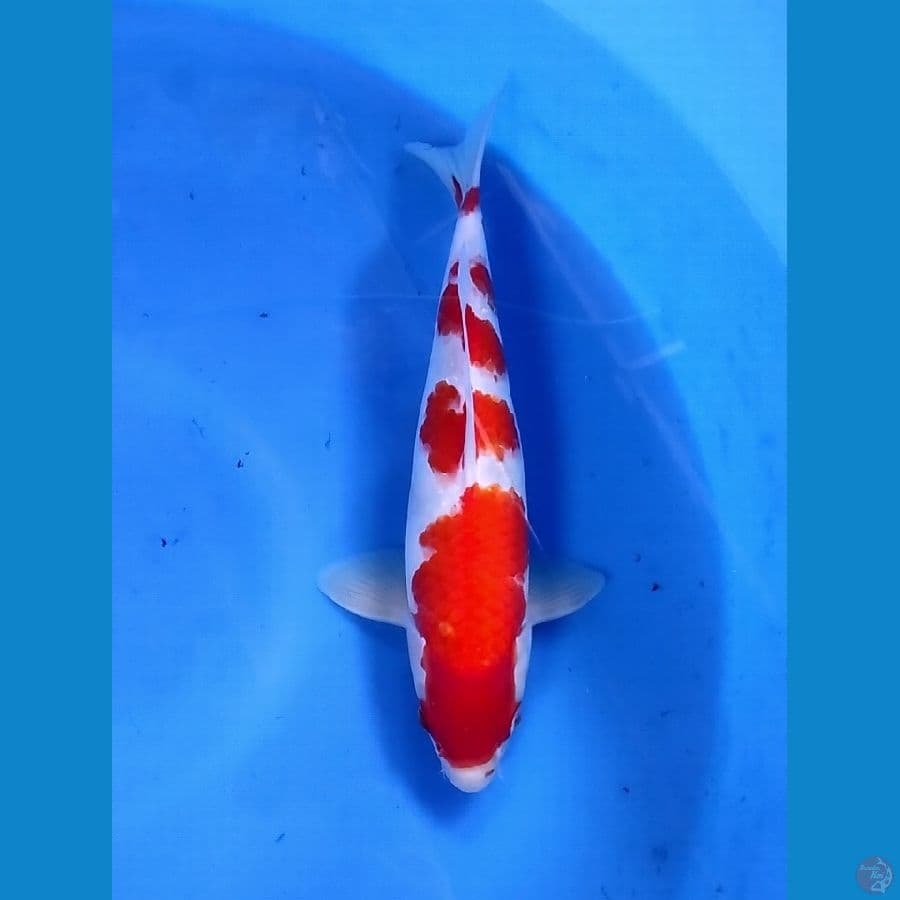 YONDAN Kohaku 35CM FM
