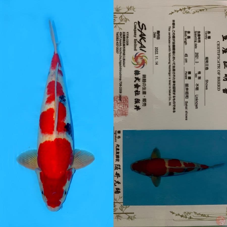 JUMBO SHOWA SUPER TATEGOI SAKAI 45CM