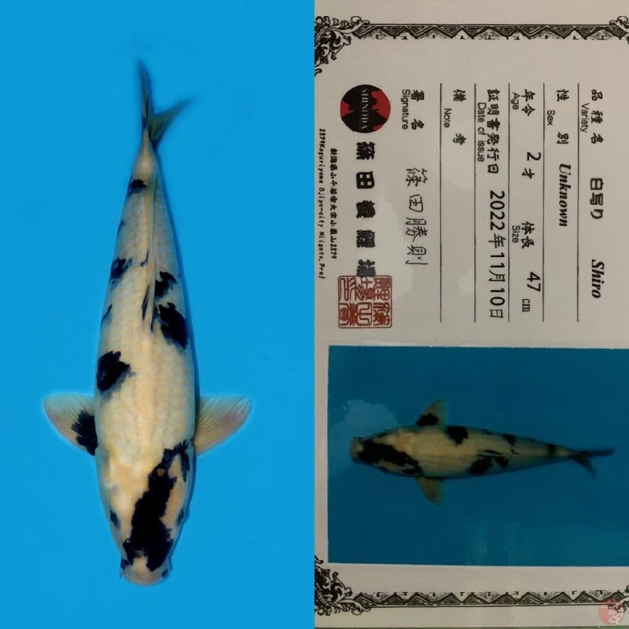 JUMBO SHIRO UTSURI SQ 47CM