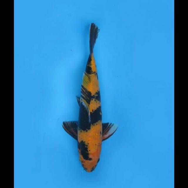 33cm Male - Ki Utsuri Koleksi