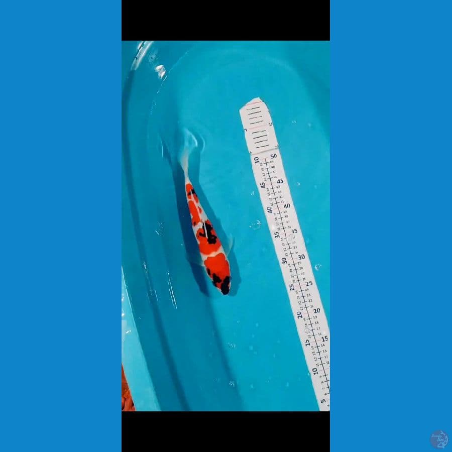 Showa 29cm jantan