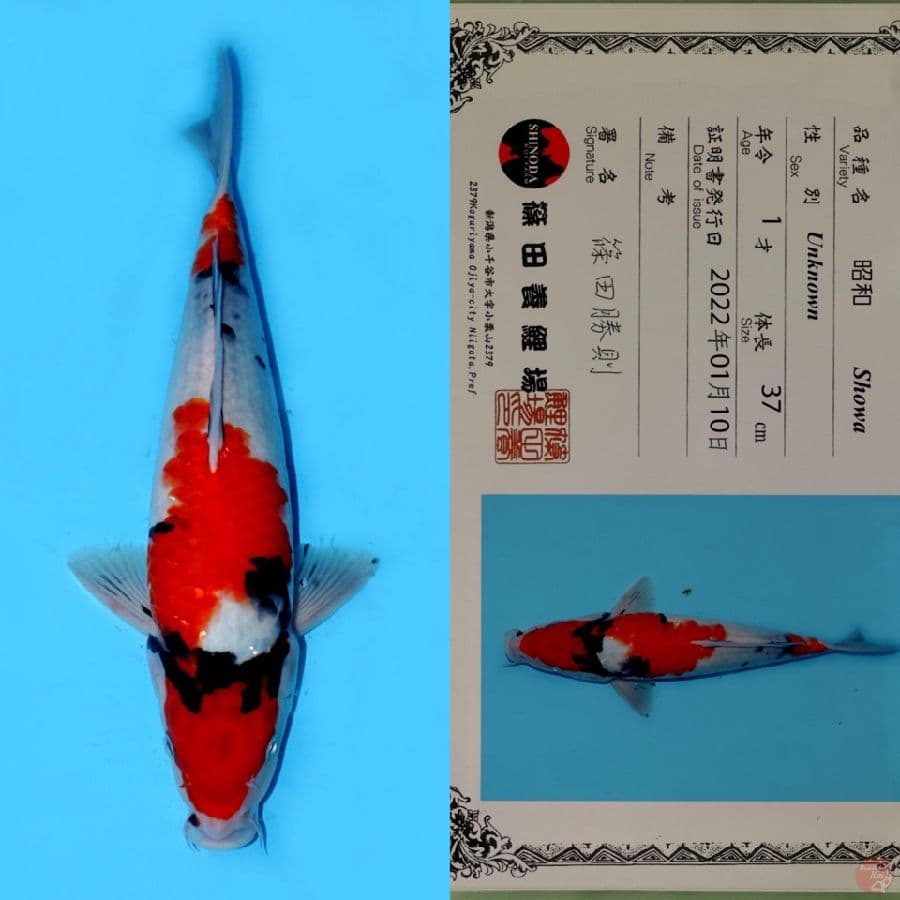 SHOWA SANSHOKU HQ SHINODA 37CM (JUMBO TOSAI)