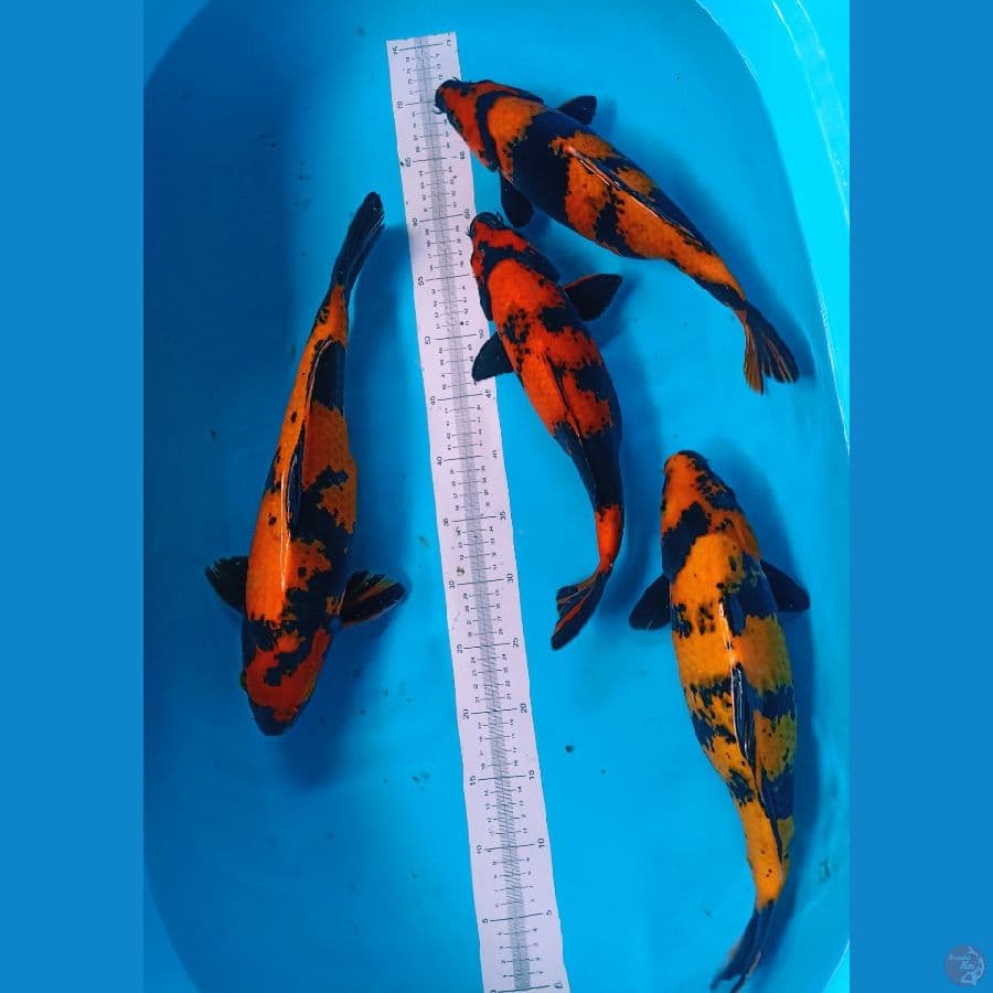 36-37-40-42 Utsuri hitam pekat