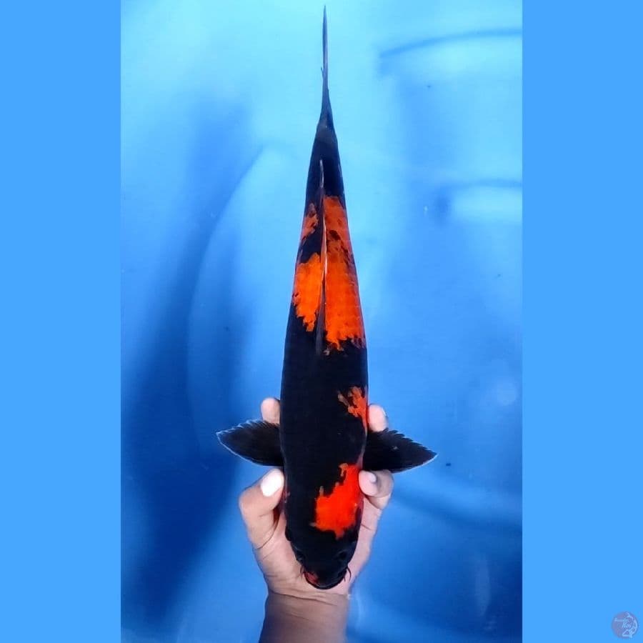 42CM # HI UTSURI - F
