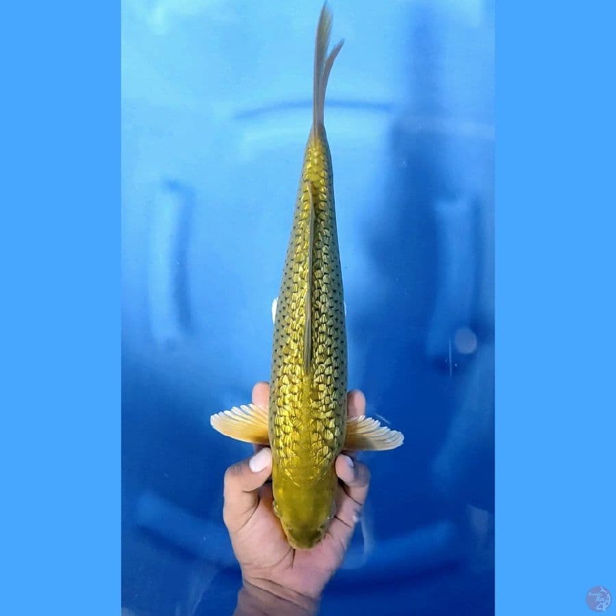36CM # NAGA HIJAU - M