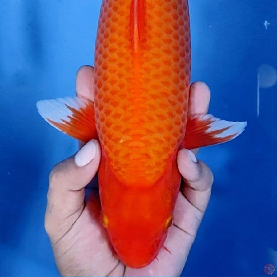 36CM # SUPER GOLDEN CORN - F