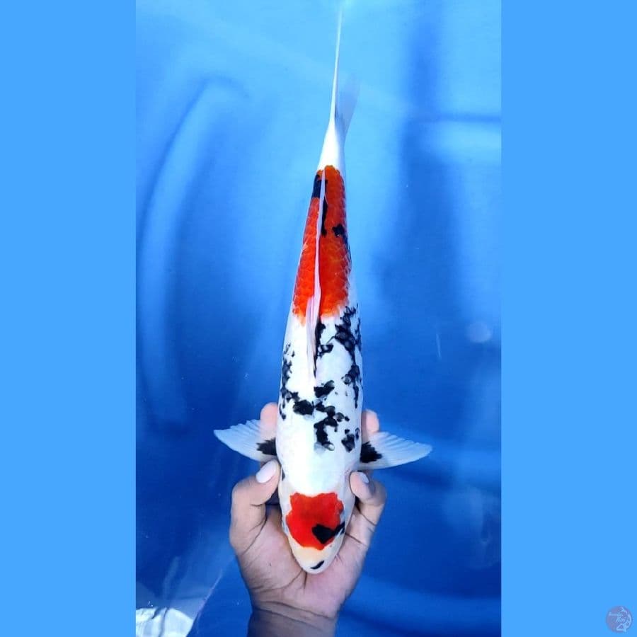 38CM # MARUTEN KINDAI SHOWA - M