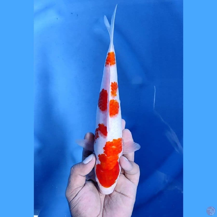 25CM # KOHAKU - M