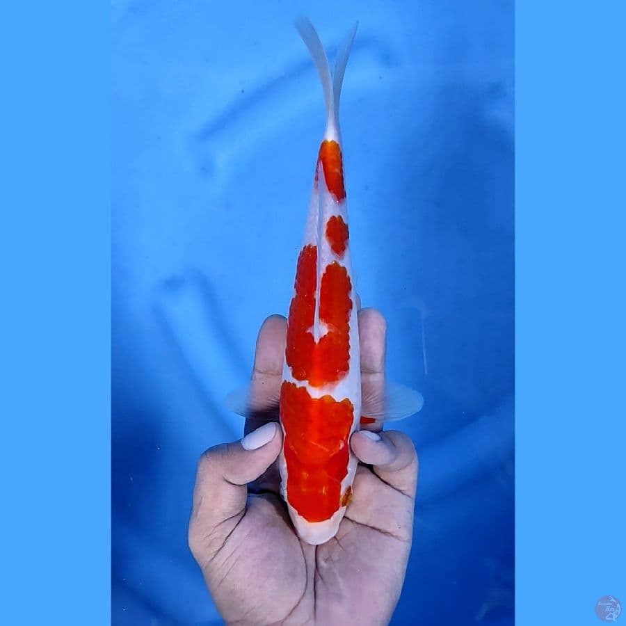 24CM # KOHAKU MANTAP - F