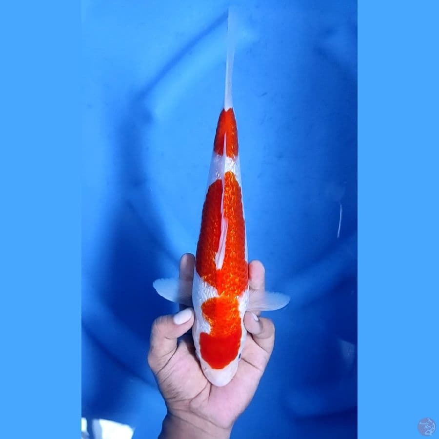 31CM # KOHAKU GINRIN - F