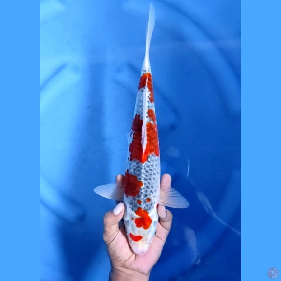 36CM # GOSHIKI - M