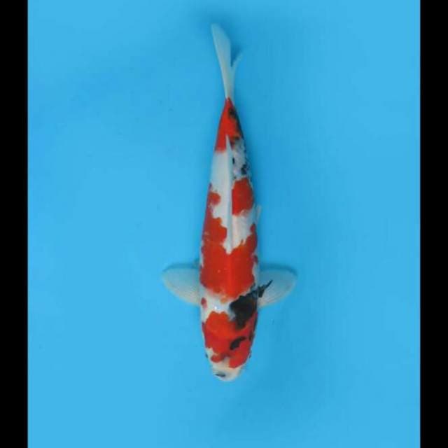 28cm Male - Kindai Showa Love