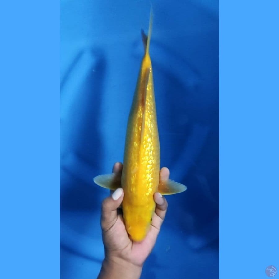 35CM # KARASHI GINRIN - F