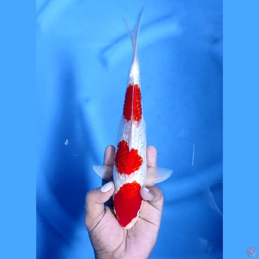 28CM # STRONG GINRIN KOHAKU - M