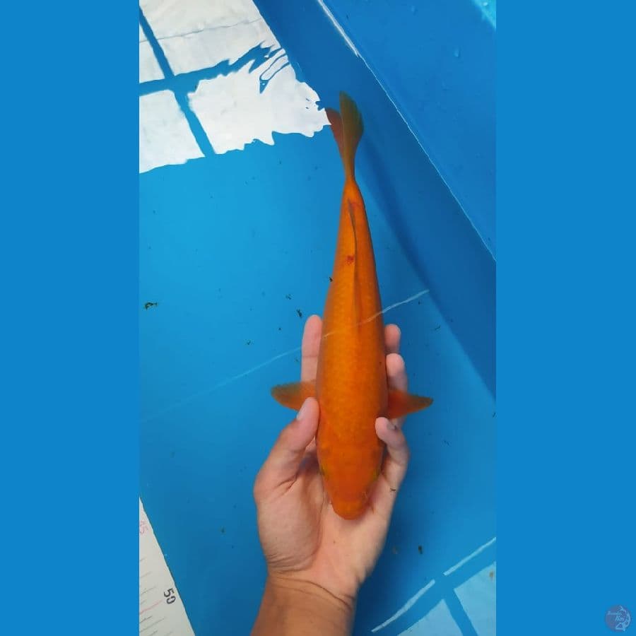 karamel