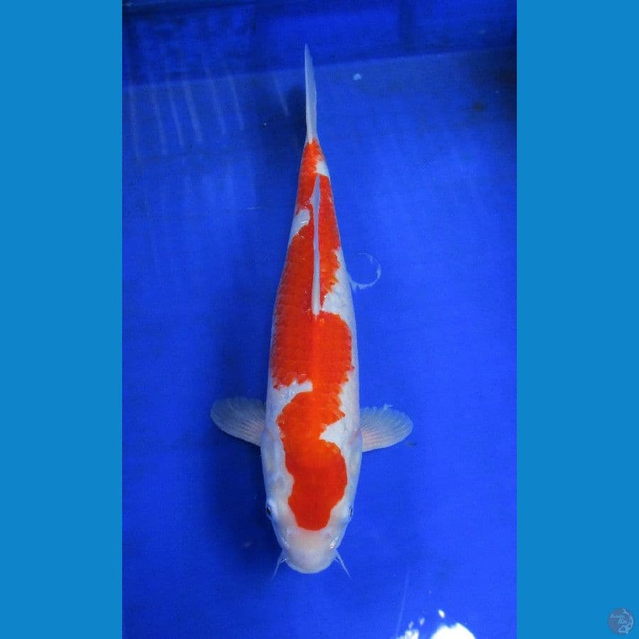 kohaku ±37cm