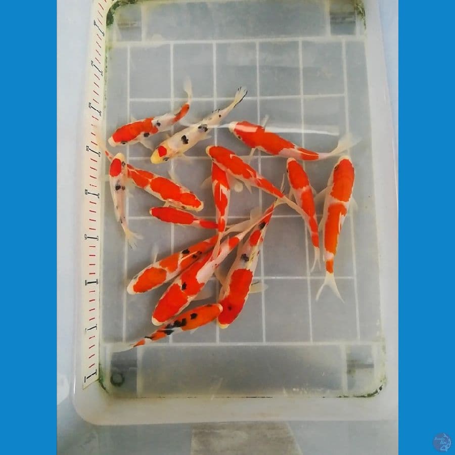15-20cm