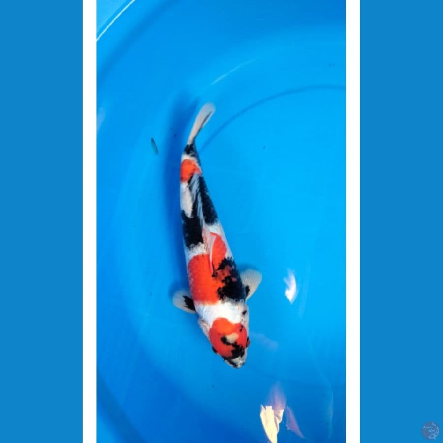 Showa male 37cm