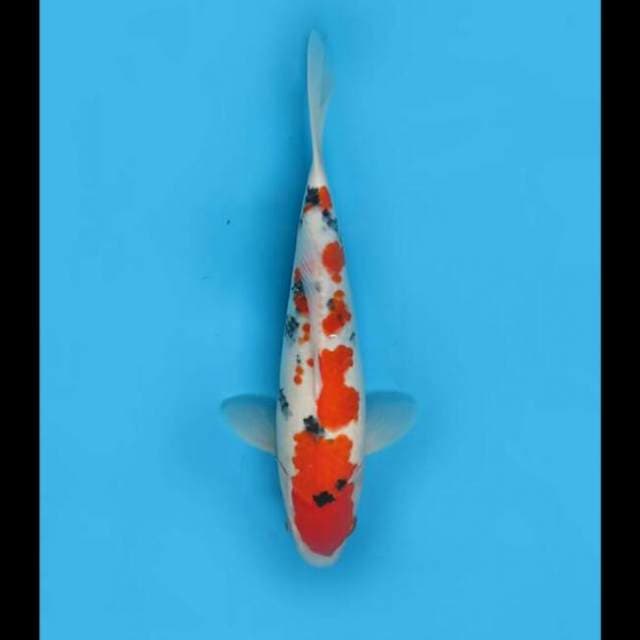 33cm Female - Taisho Sanke Halus