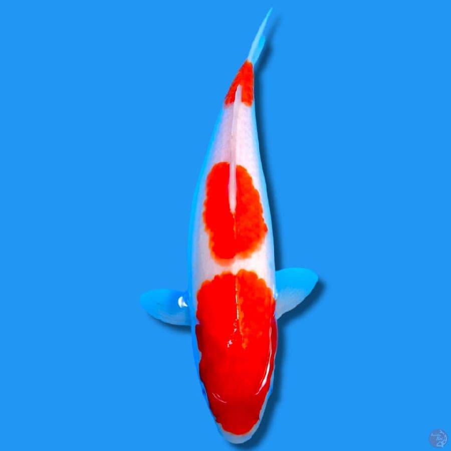 HQ KOHAKU F38CM