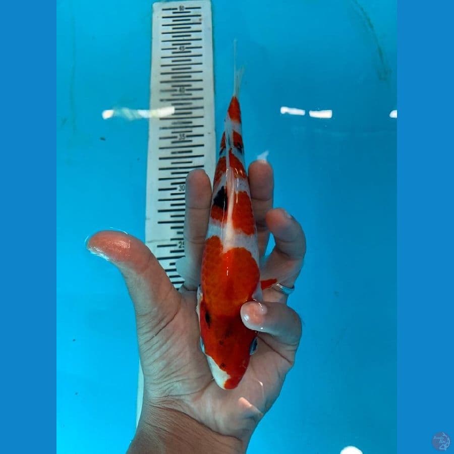 Maruten showa 23 cm